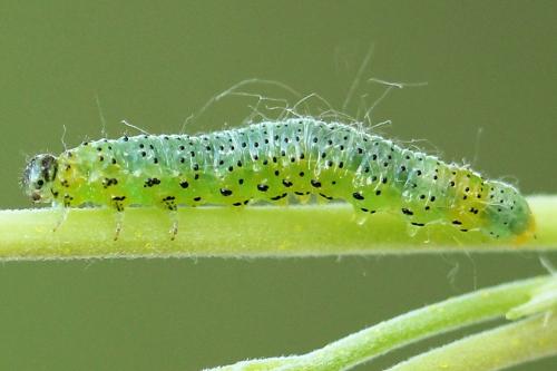 Réf. 241 443 : Euura olfaciens