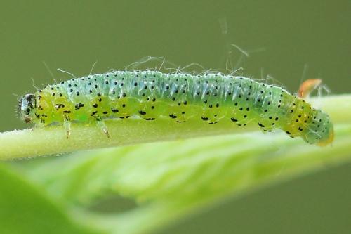 Réf. 241 444 : Euura olfaciens