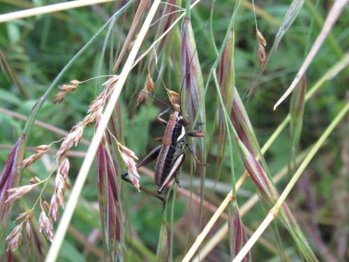 Eupholidoptera tyrrhenica