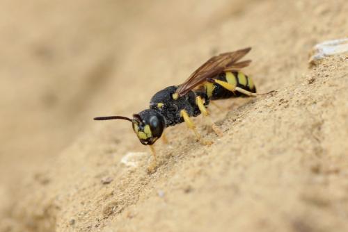Réf. 241 213 : Cerceris bupresticida