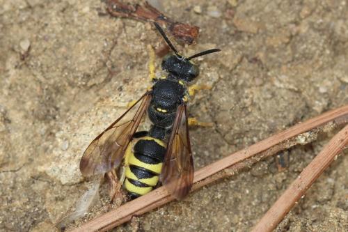 Réf. 241 214 : Cerceris bupresticida
