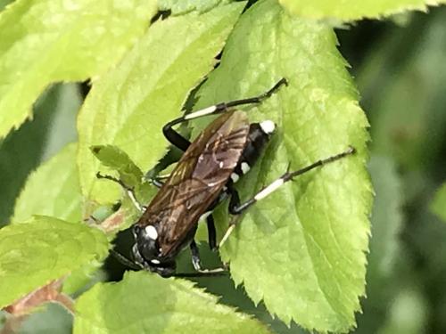 Réf. 241 135 : Macrophya duodecimpunctata