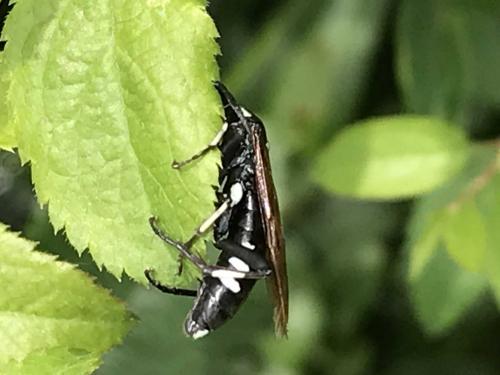 Réf. 241 136 : Macrophya duodecimpunctata