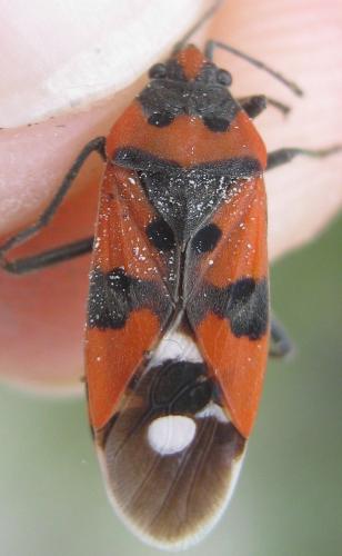 Réf. 241 771 : Lygaeus equestris