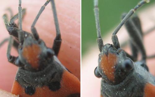 Réf. 241 770 : Lygaeus equestris