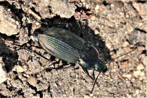 Réf. 241 274 : Poecilus cupreus