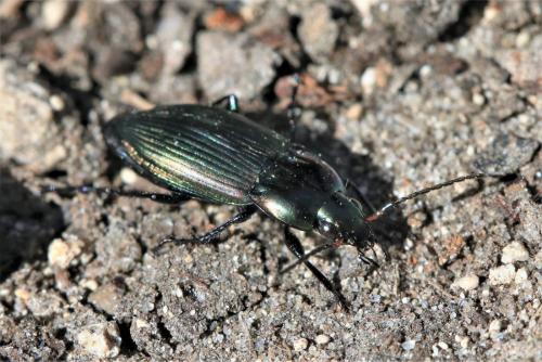 Réf. 241 275 : Poecilus cupreus
