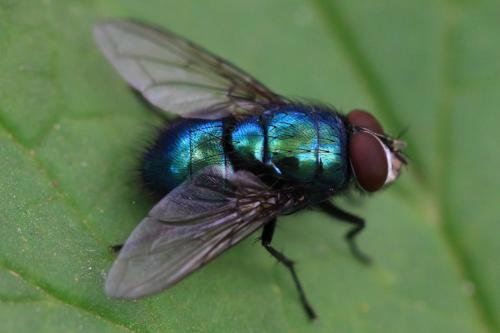 Lucilia sp.