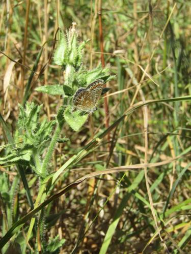 Polyommatus icarus