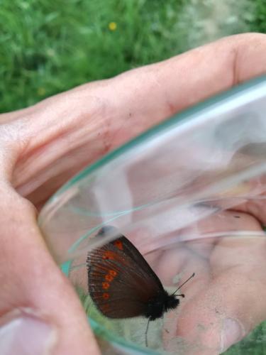 Réf. 241 844 : Erebia sp.