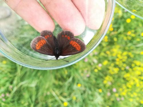 Erebia sp.