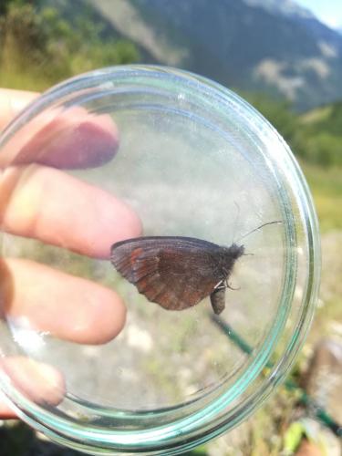 Erebia aethiops