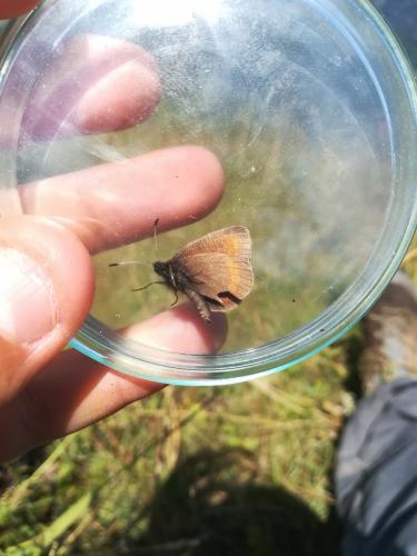 Erebia sp.