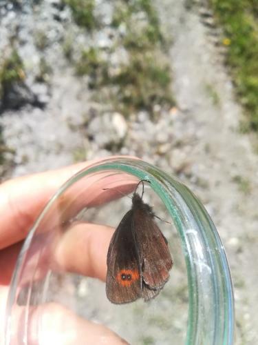 Réf. 241 697 : Erebia aethiops