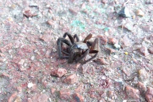 Segestria florentina
