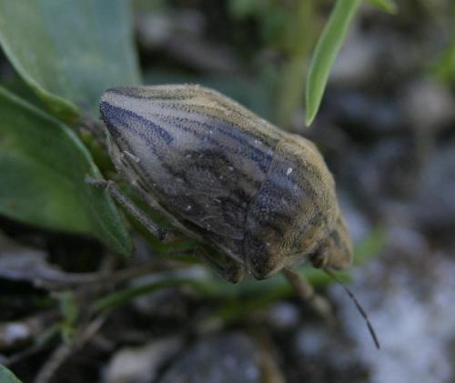 Réf. 241 026 : Odontotarsus robustus