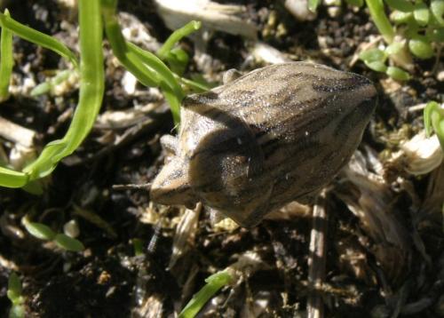 Réf. 241 027 : Odontotarsus robustus