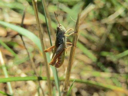 Chorthippus sp.