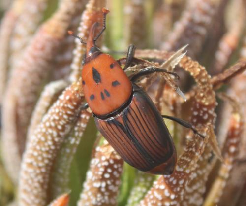 Rhynchophorus ferrugineus