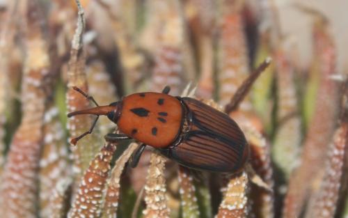 Réf. 241 029 : Rhynchophorus ferrugineus