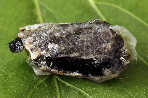 Réf. 241 449 : Euura olfaciens