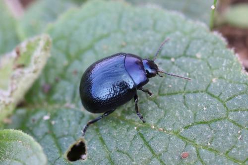 Réf. 241 541 : Chrysolina haemoptera