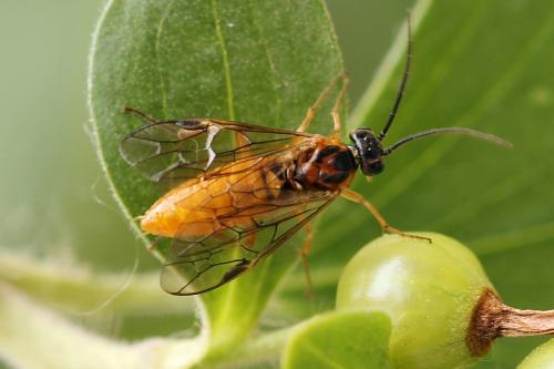 Réf. 241 450 : Euura olfaciens