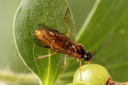 Réf. 241 451 : Euura olfaciens