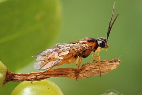 Réf. 241 452 : Euura olfaciens