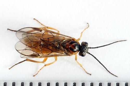 Réf. 241 453 : Euura olfaciens