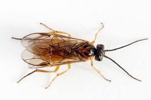 Réf. 241 454 : Euura olfaciens