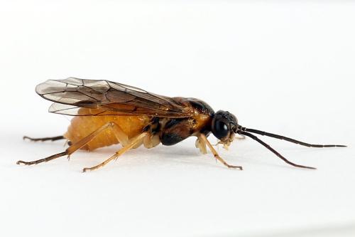 Réf. 241 455 : Euura olfaciens