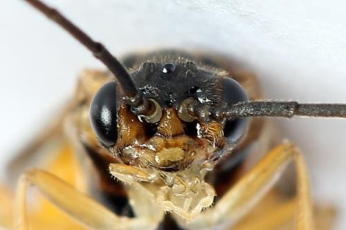 Réf. 241 460 : Euura olfaciens