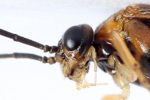 Euura olfaciens