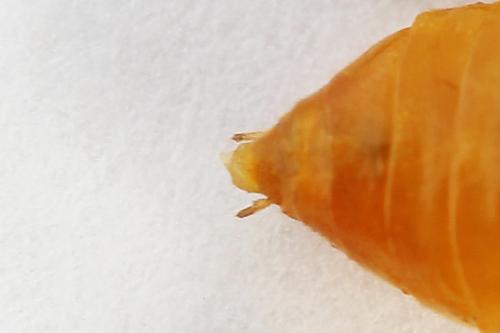 Réf. 241 483 : Euura olfaciens