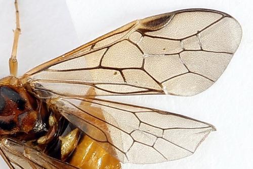 Euura olfaciens