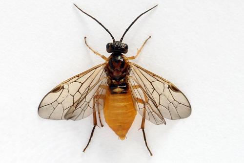 Euura olfaciens