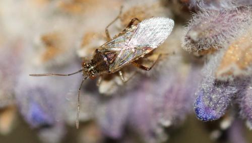 Liorhyssus hyalinus
