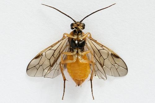 Euura olfaciens