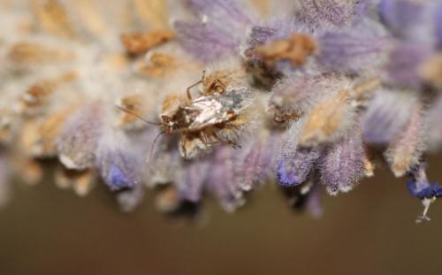Réf. 241 148 : Liorhyssus hyalinus