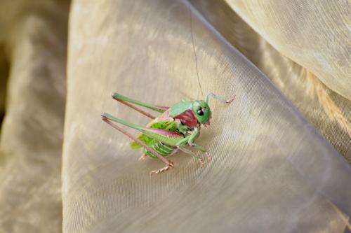 Decticus verrucivorus verrucivorus