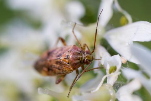 Lygus sp.