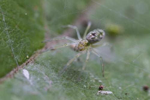 Réf. 241 727 : Nigma sp.