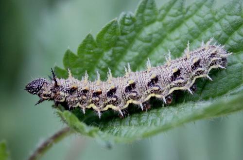 Vanessa atalanta