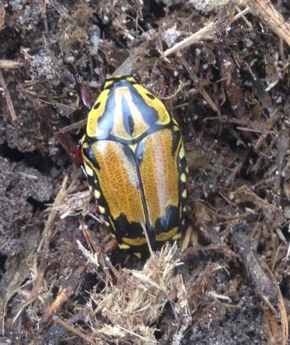 Réf. 241 221 : Campsiura trivittata