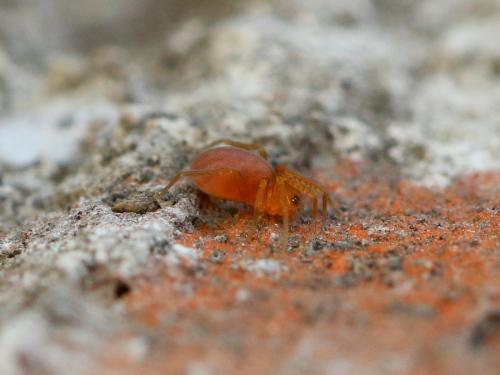 Oonops sp.