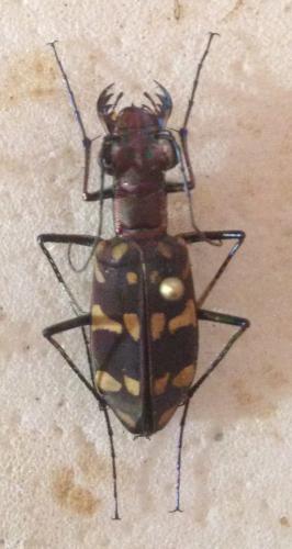 Hipparidium gabonicum