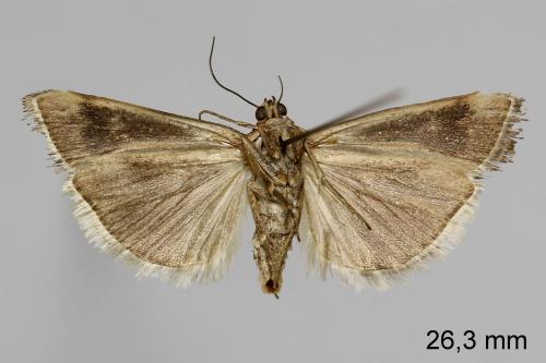 Réf. 241 211 : Pterothrixidia rufella