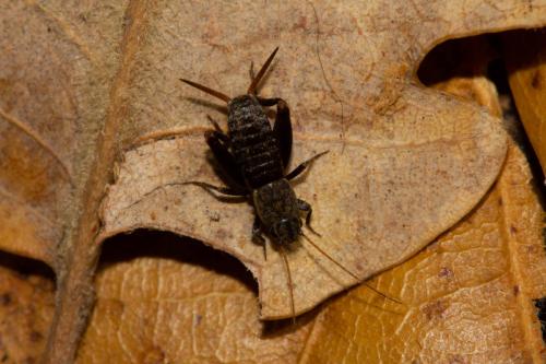 Mogoplistes brunneus