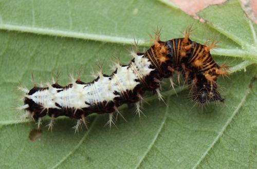 Réf. 241 743 : Polygonia c-album